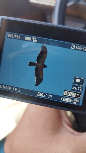 Booted Eagle