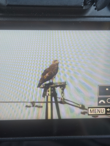 Short-toed Snake-Eagle
