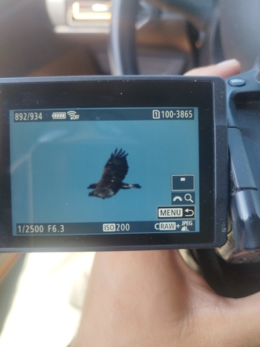 Golden Eagle