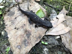 Cynops ensicauda popei