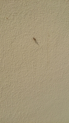 Beosus quadripunctatus