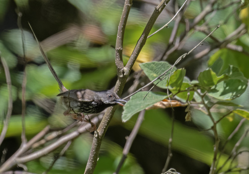 Black-throated Prinia