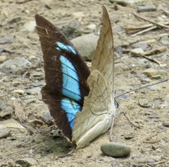 Archaeoprepona demophoon