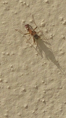 Beosus quadripunctatus