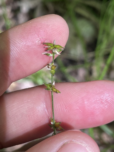 Carex rosea, 2026-08-15