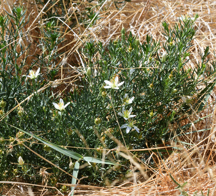 Peganum harmala; photograph (c) smeckert, some rights reserved (CC BY)