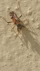 Beosus quadripunctatus