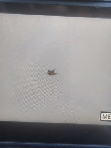 Pin-tailed Sandgrouse