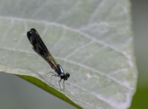 Four Spotted Jewel