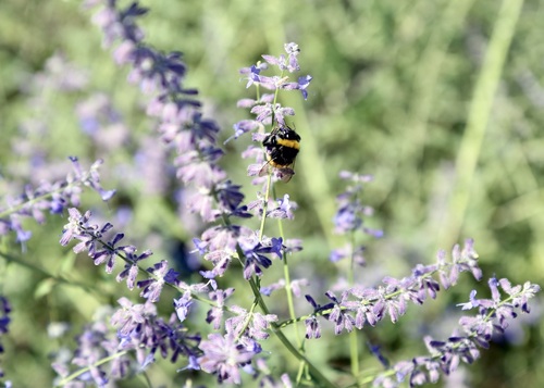 Salvia scrophulariifolia, photograph 1