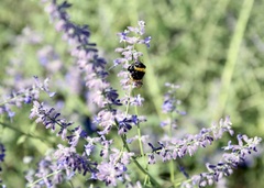 (c) Dr. Alexey Yakovlev, some rights reserved (CC BY) Salvia scrophulariifolia, photograph (c) Dr. Alexey Yakovlev, some rights reserved (CC BY)