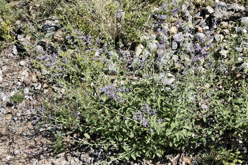 Salvia scrophulariifolia