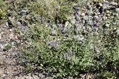 Salvia scrophulariifolia
