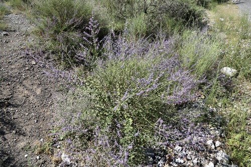 Salvia scrophulariifolia, photograph 2