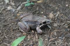 Leptodactylus poecilochilus