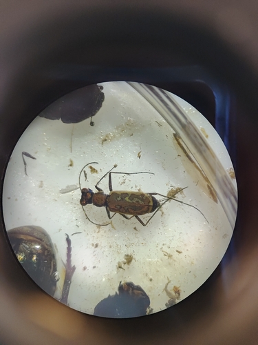 Cylindera mongolica