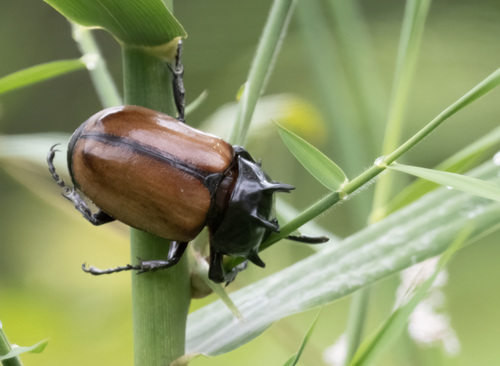 Eupatorus hardwickei
