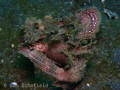 Scorpaenoidei