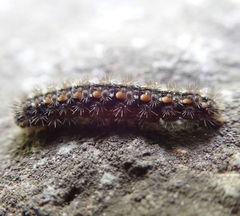 Eilema complana