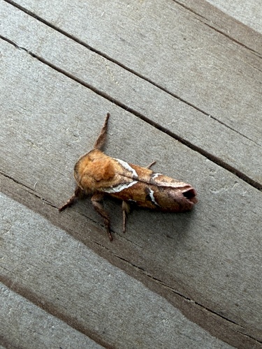Orange Swift