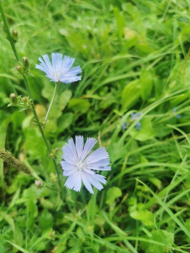 chicory