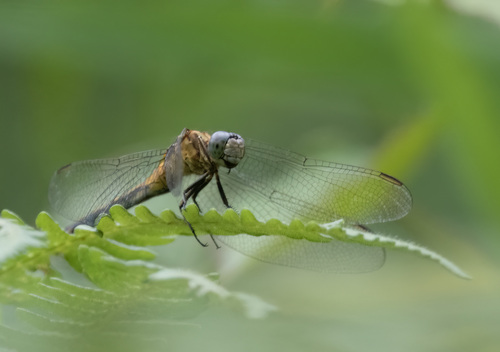 Slender Blue Skimmer