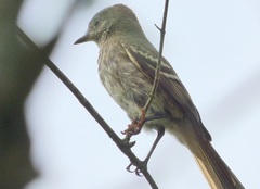 Knipolegus hudsoni