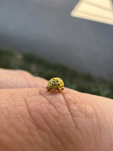 22-spot Ladybird