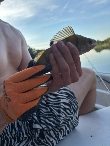 European Perch