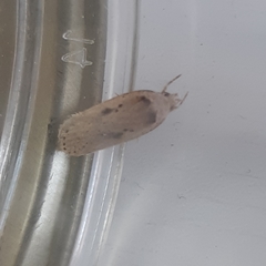 Agonopterix yeatiana