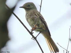 Knipolegus hudsoni