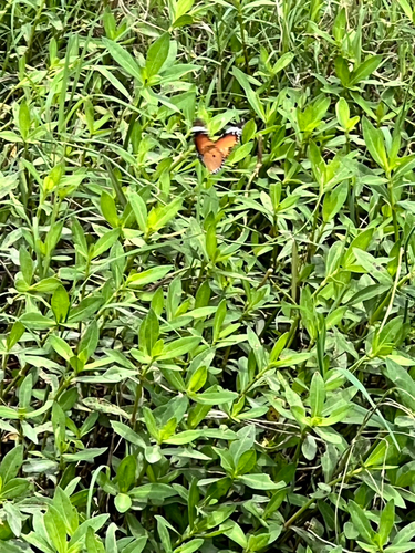 Plain Tiger Butterfly