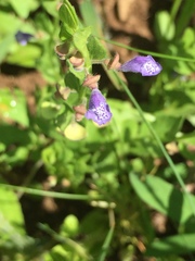 Scutellaria parvula australis