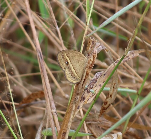 Marsh Patroller