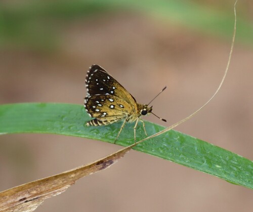 Spangled Skipper