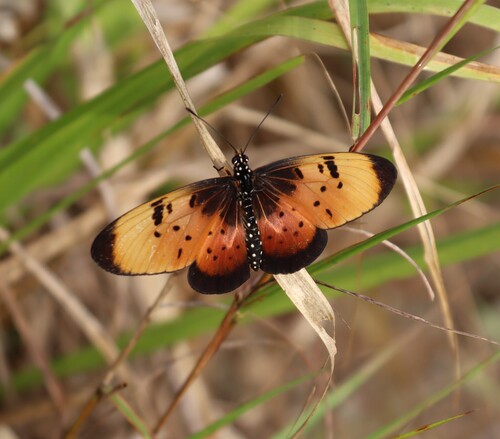 Natal Acraea