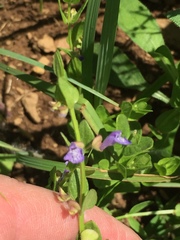 Scutellaria parvula australis