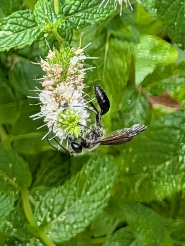 Mexican Grass-carrying Wasp, Breda, Ambachtenlaan, 4813 HA Breda, Nederland, photo 9 of 10