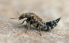 Ontholestes murinus