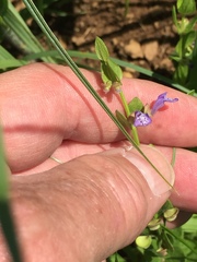 Scutellaria parvula australis