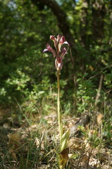 Himantoglossum comperianum