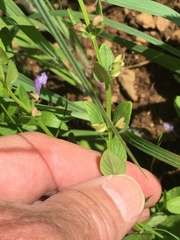 Scutellaria parvula australis