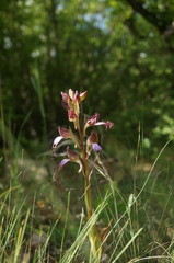 Himantoglossum comperianum