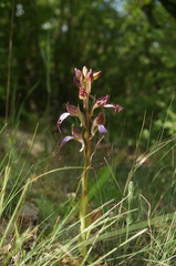 Himantoglossum comperianum