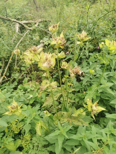 Cabbage Thistle