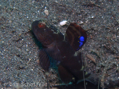 Flagfin Prawn Goby