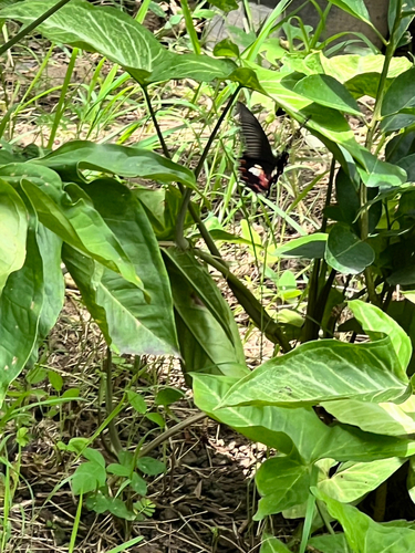Common Mormon Swallowtail