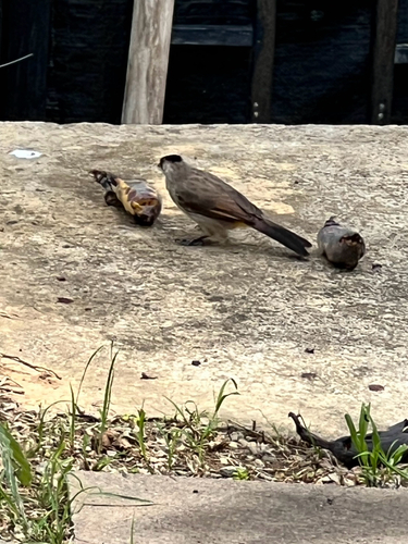 Sooty-headed Bulbul