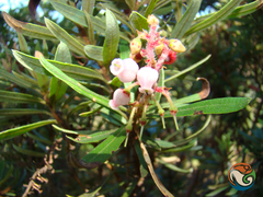 Comarostaphylis polifolia