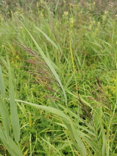 common reed